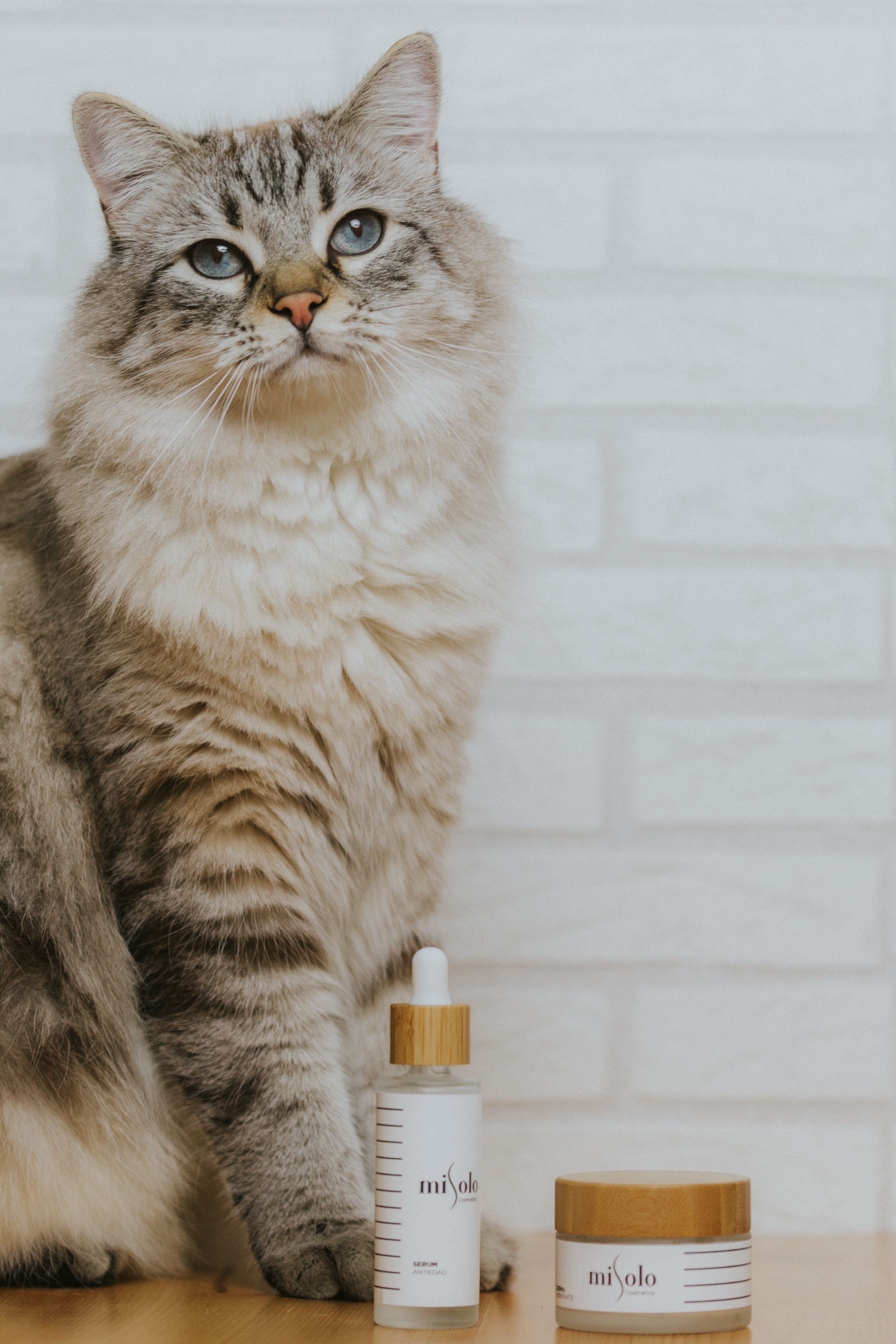 Cat sitting gracefully beside luxury beauty products, showcasing feline elegance.