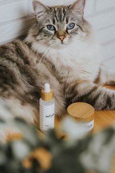 A stylish cat lounging by luxury skincare products, evoking a sense of relaxation and elegance.