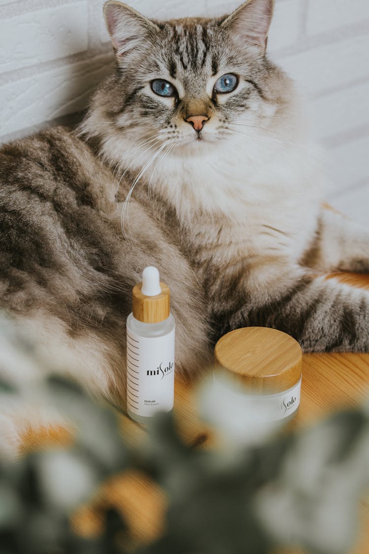 Cat Near Beauty Products Bottles