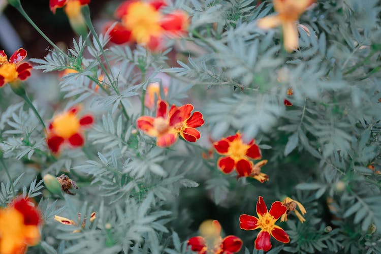 Marigold Flowers Growing In Garden