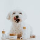 White Long Coat Small Dog