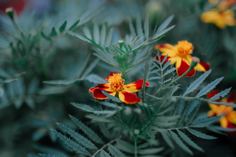 Bright Marigold Flowers In Summer Garden