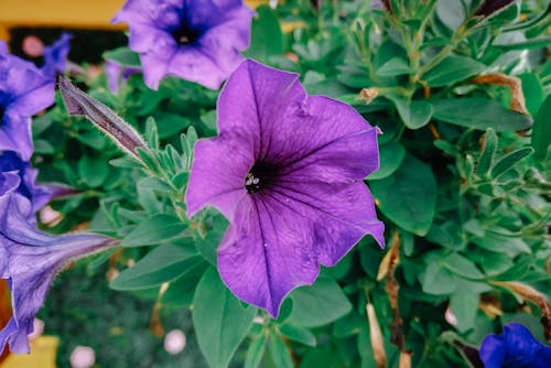 Free Violet blooming flowers in green garden Stock Photo