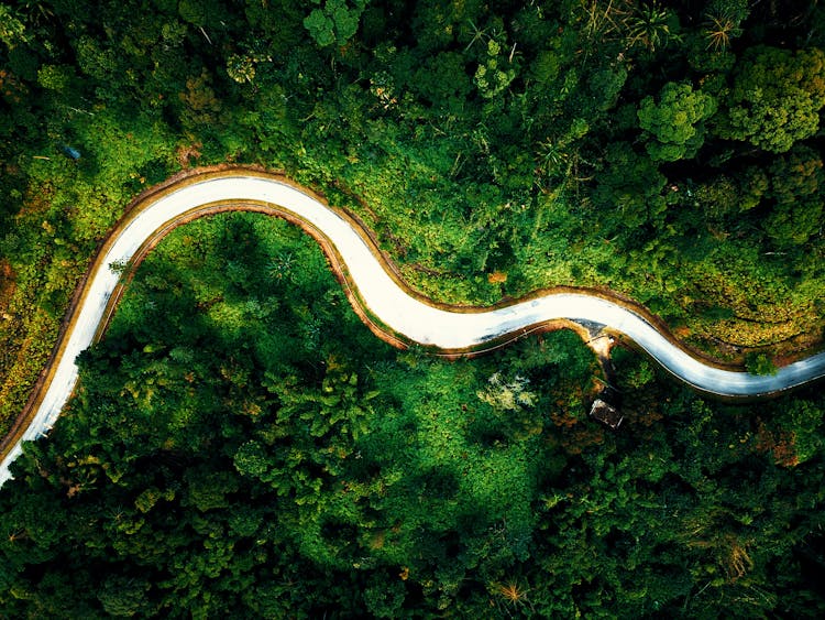 Winding Road Going Through Lush Forest