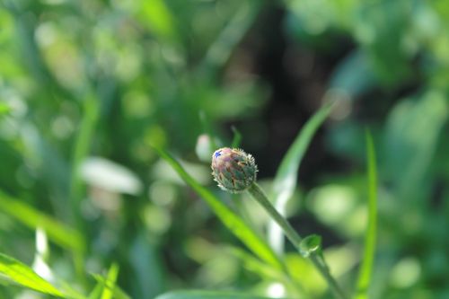 Free stock photo of flowers, grass, green Stock Photo