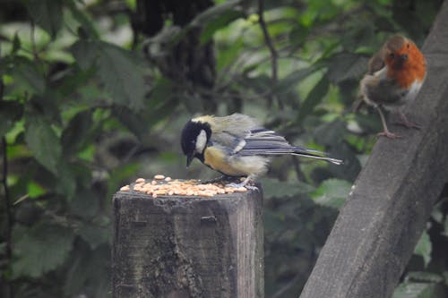 Imagine de stoc gratuită din două păsări, european robin, faună sălbatică