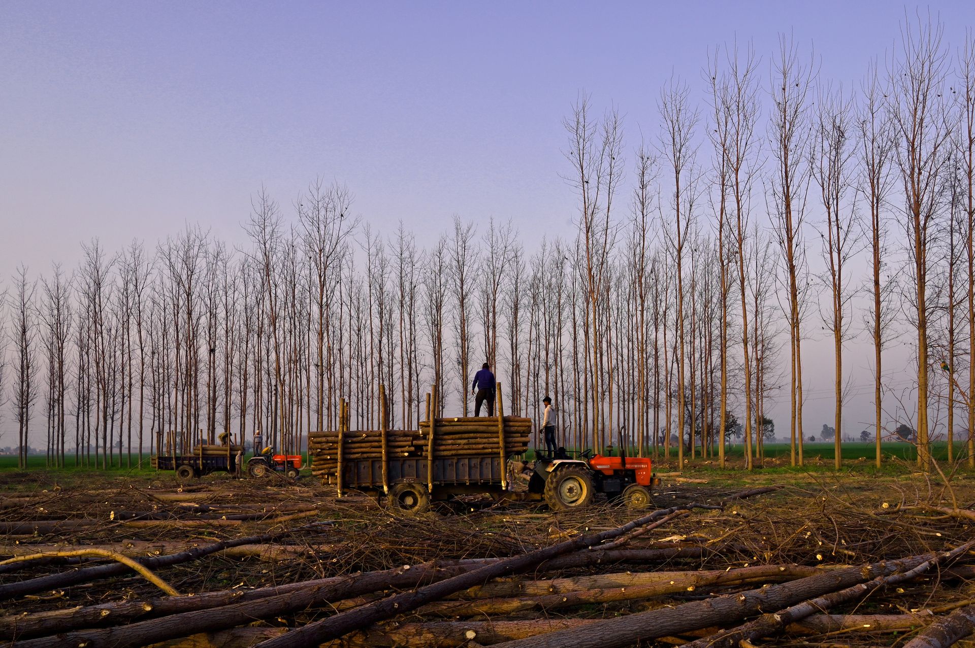 Scene of logging in Ludhiana, India, showcasing bare trees and workers loading timber.
