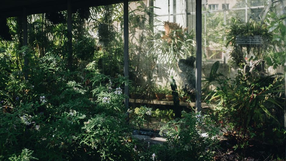 Vibrant greenery thrives inside a sunlit greenhouse, showcasing diverse plant life.