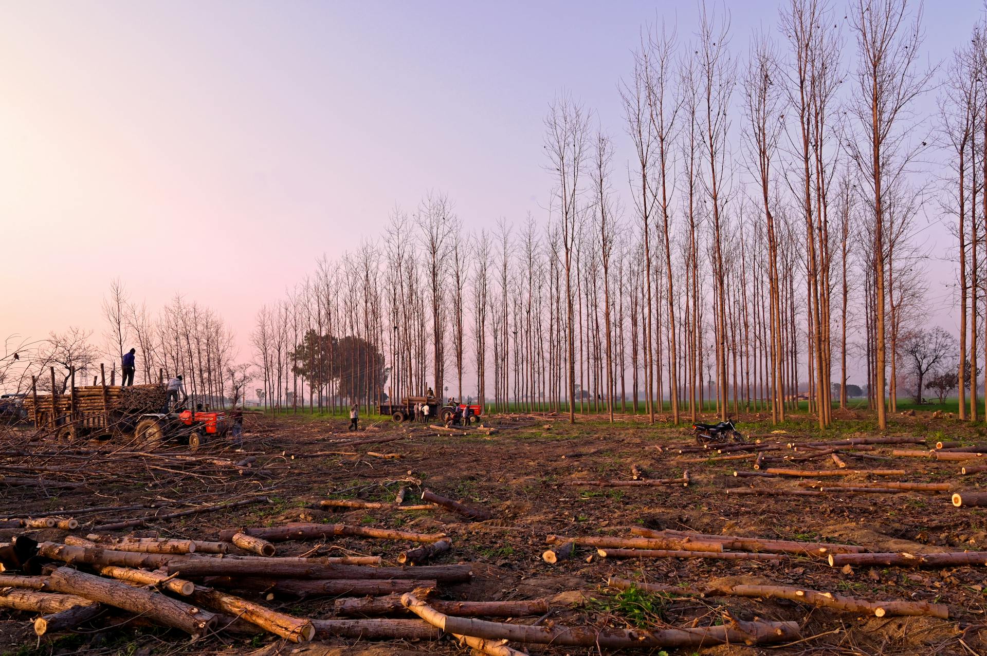A clearcut logging site in Ludhiana, India, showcasing timber collection and deforested landscapes.
