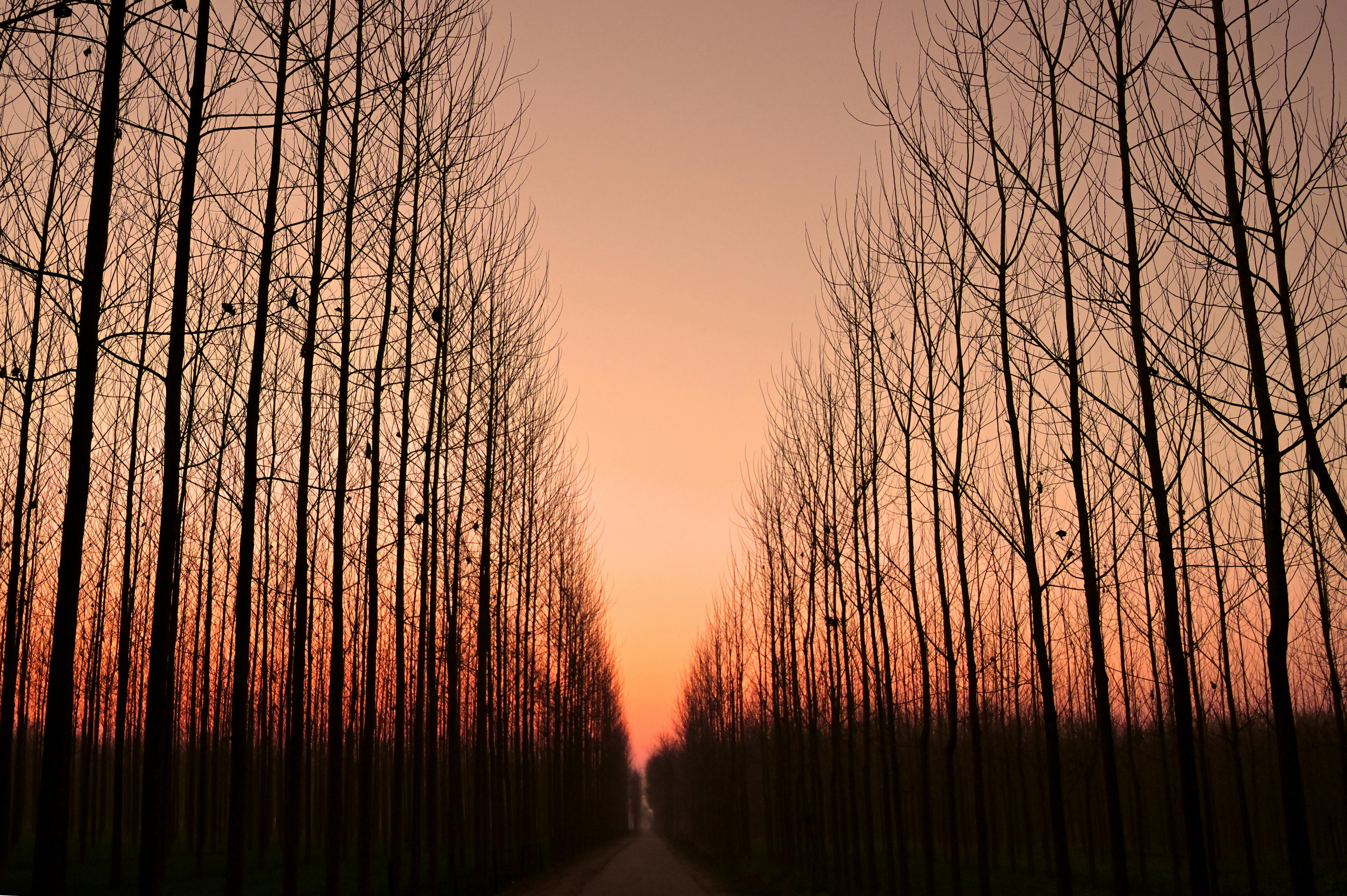 bare trees under an at dusk