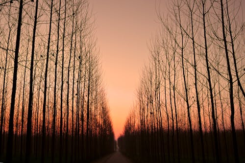 Bare Trees Under an at Dusk