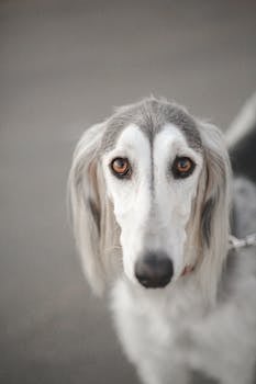 Saluki image image_5