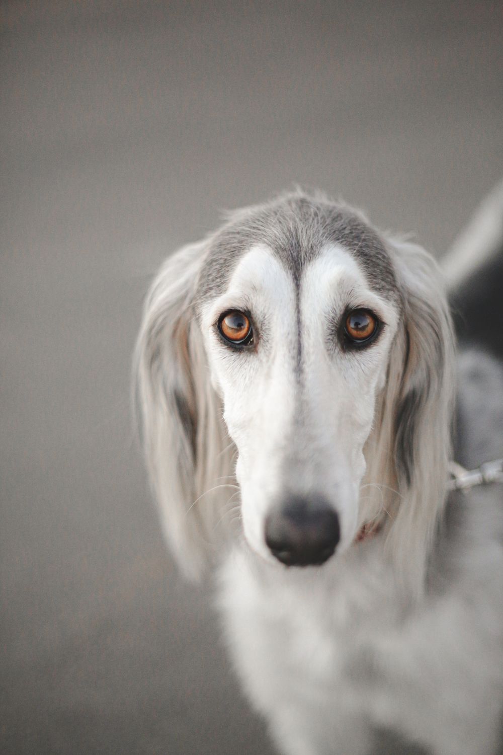 Saluki, photo 5