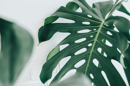 Unusual dark green leaf of exotic plant with natural holes and bright thick veins in bright room in daylight