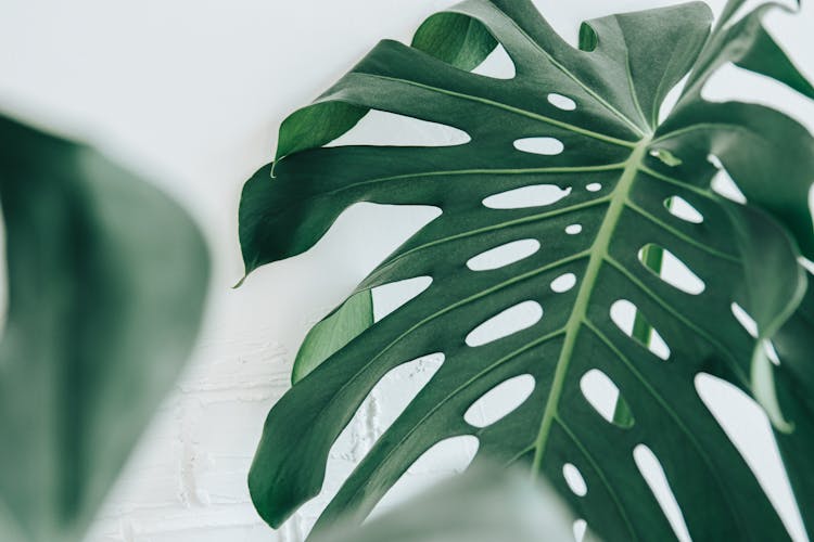 Big Verdant Leaf Of Monstera In Bright Room