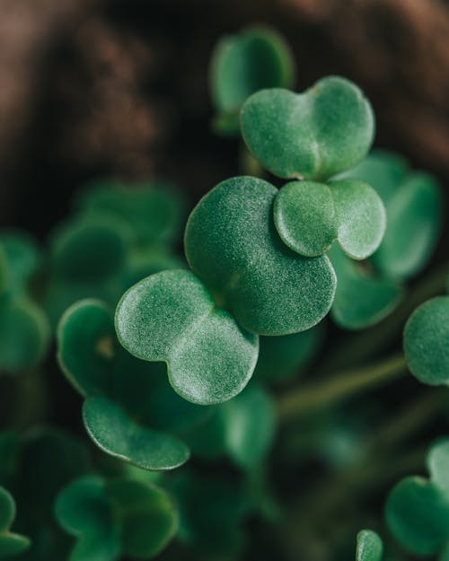 Free Vibrant small leaves of microgreen Stock Photo