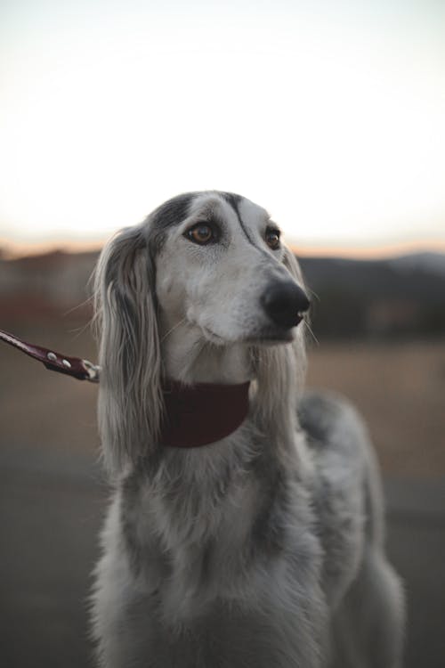 Adorable dreamy purebred dog with gray and white fur looking away under sky