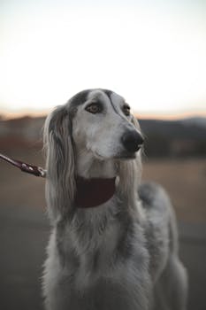 Saluki image image_2