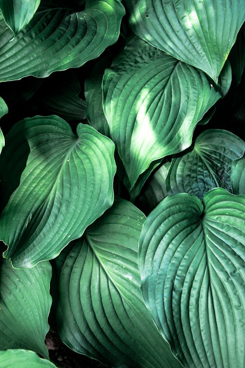 Green and White Leaves in Close Up Photography