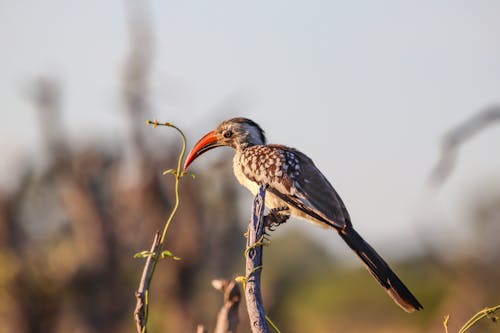 Foto d'estoc gratuïta de animal, au, aviari