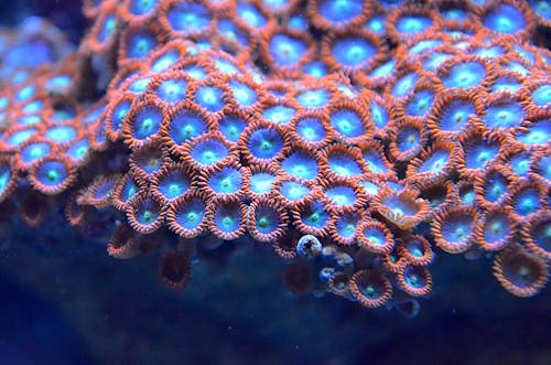 Free Blue and Orange Coral Reef Stock Photo