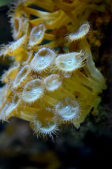 在黑暗的水族馆环境中，纽扣珊瑚虫的特写镜头展示了充满活力的珊瑚图案