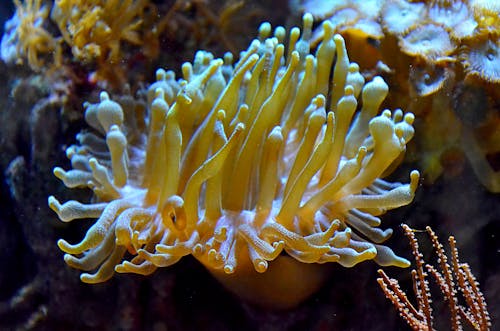 Fotos de stock gratuitas de acuario, anémona, arrecife