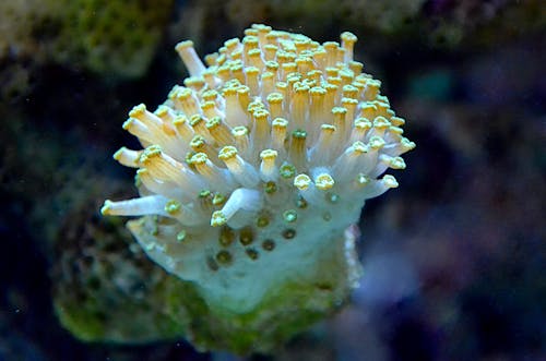 바다 생물, 산호초, 생물학의 무료 스톡 사진
