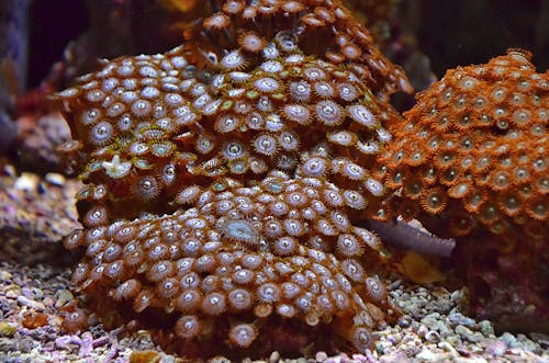 zoanthids, 물, 버튼 폴립의 무료 스톡 사진