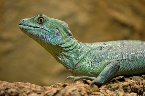 Green and White Lizard on Brown Wood