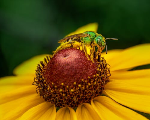 Green bee on yellow flower