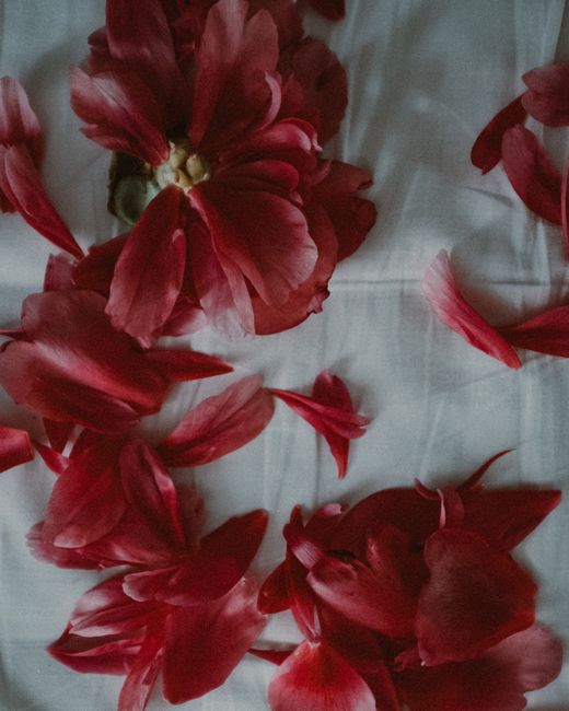 Delicate red flower petals scattered on white cloth, creating a serene floral composition.