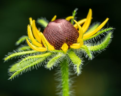 Free Closeup of blooming flower with bright yellow and green petals with spikes on blurred background Stock Photo