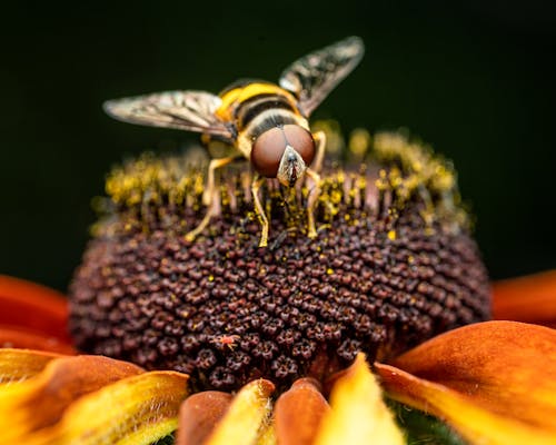 Hornet pollinating big yellow flower