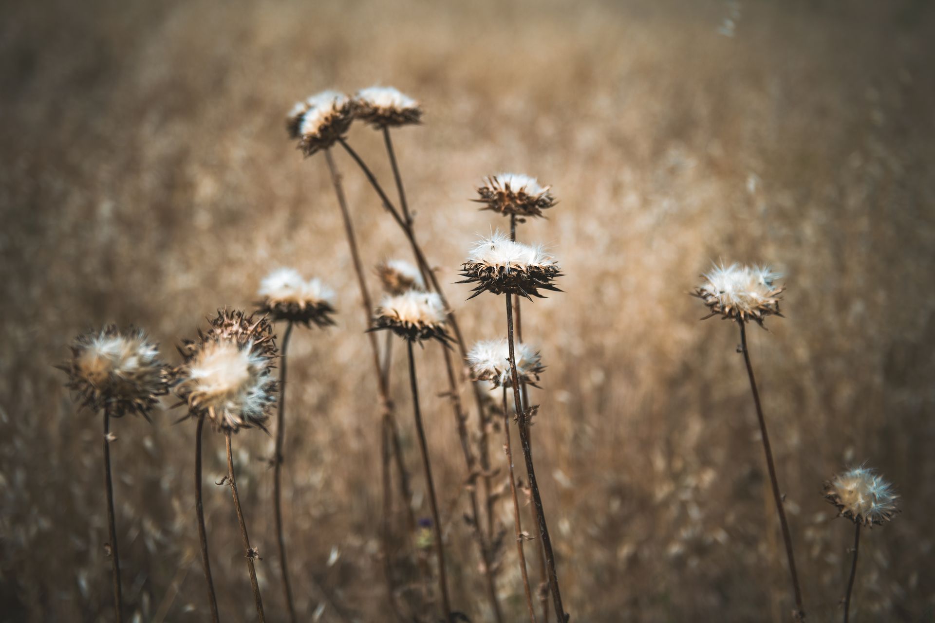 Close-up of dried wildflowers in a California meadow with a blurred background.
