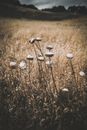 White and Brown Flower Field