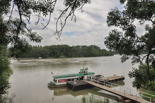 Foto d'estoc gratuïta de aigua, amarrat, arbre