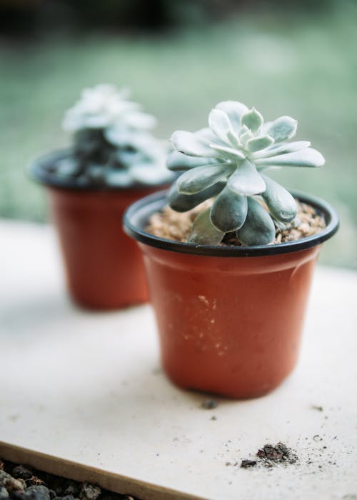 Close-Up Shot of Succulent Plants on a Brown Pots