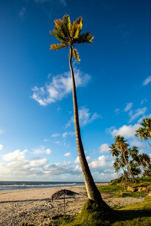 Бесплатное стоковое фото с вертикальный выстрел, кокосовая пальма, окружающая среда