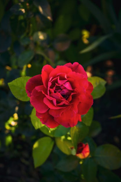 Close-Up Shot of Red Rose in Bloom · Free Stock Photo