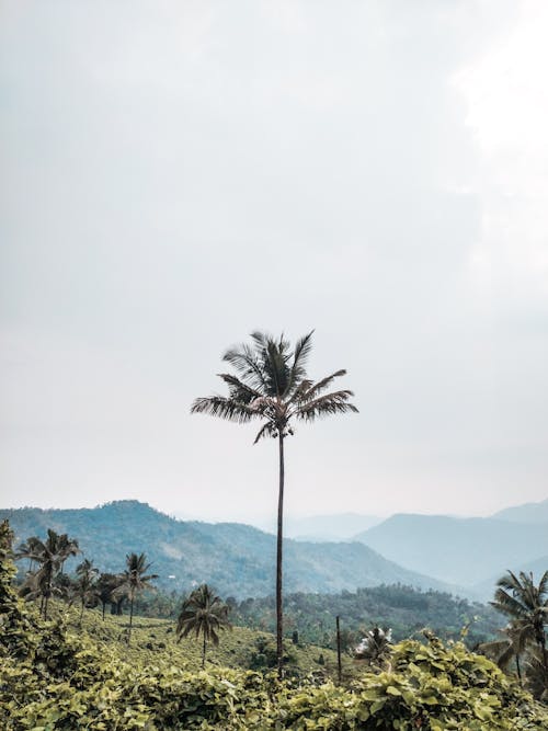 A Tall Palm Tree in a Forest