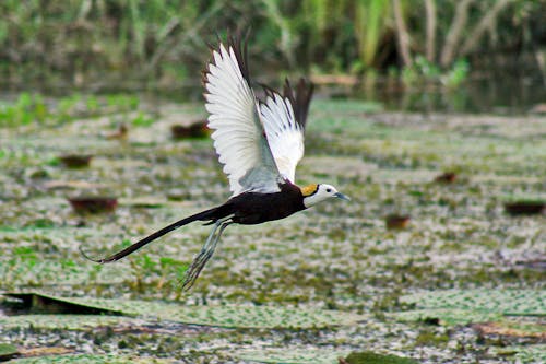 Jacana Flying over Swamp