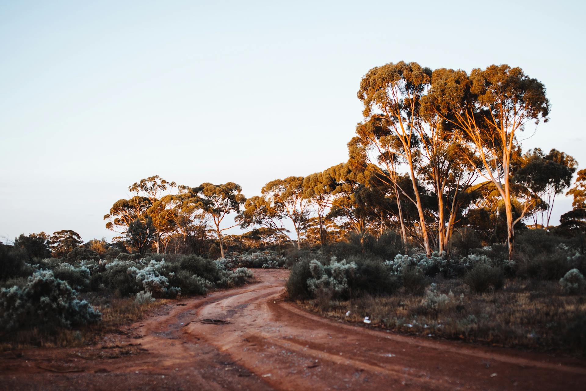 Picturesque scenery of rural pathway amidst bushes and sugar gum trees growing in Karlkurla Bushland Park against cloudless sky in Australia