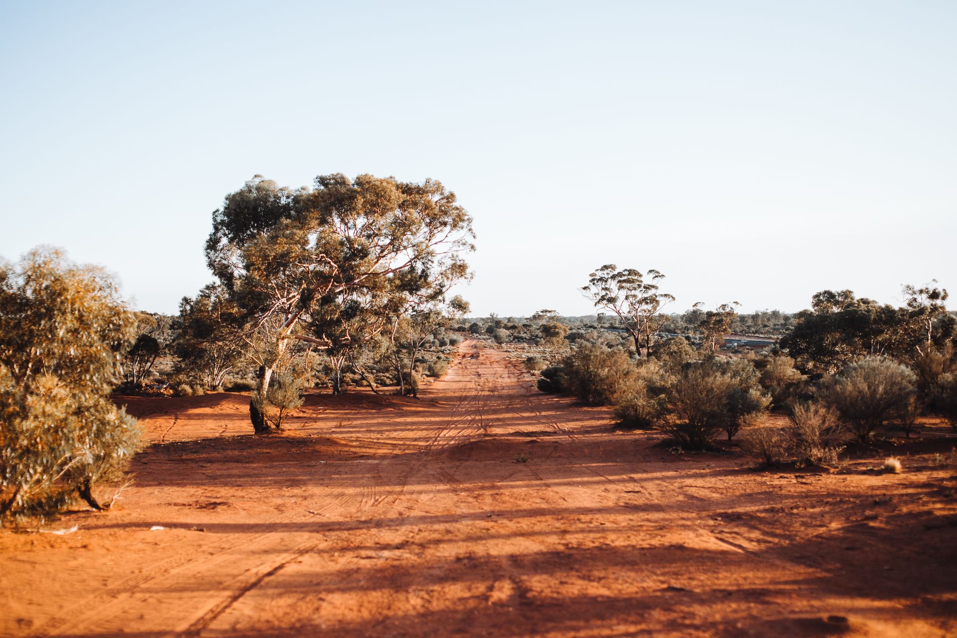 Sandy road going through savanna with green shrubs and Eucalyptus trees against cloudless blue sky in Karlkurla Bushland Park