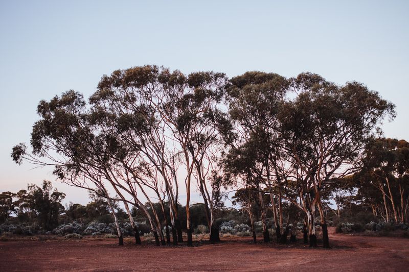 Sloping rural paddock with eucalypts and a long view