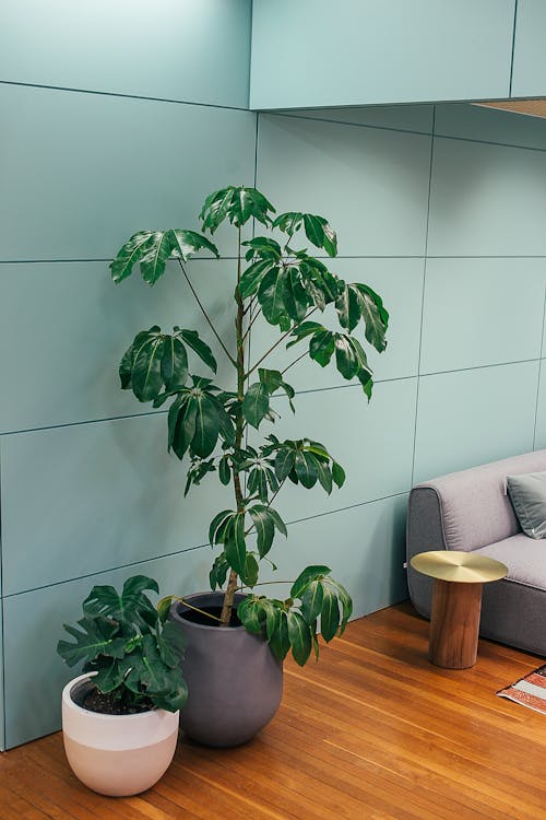 Green exotic Australia umbrella tree and delicious monster plant growing in ceramic pots placed on parquet floor near sofa in stylish living room