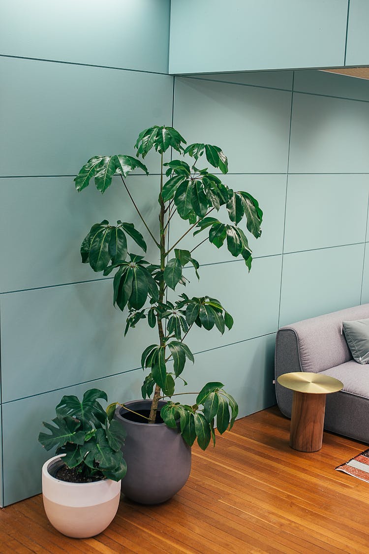 Potted Schefflera Actinophylla And Monstera Deliciosa Plants Decorating Modern Apartment