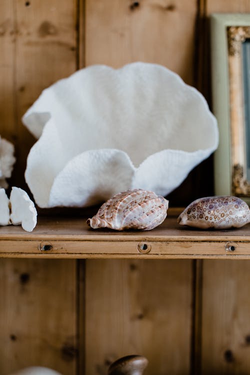Collection of different shells placed on wooden shelf against wooden wall in apartment