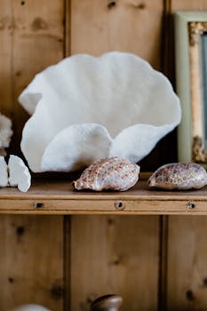 Collection of different shells placed on wooden shelf against wooden wall in apartment
