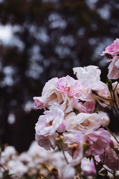 花园里，一束粉红色的花朵温柔明亮、芳香盛放，背景模糊